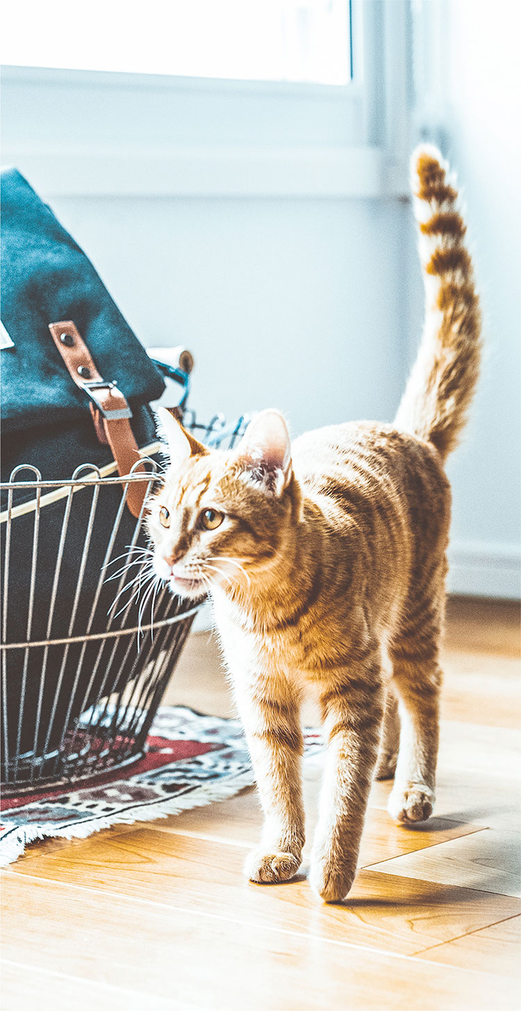 部屋でくつろいでいる猫